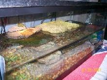 turtle tank