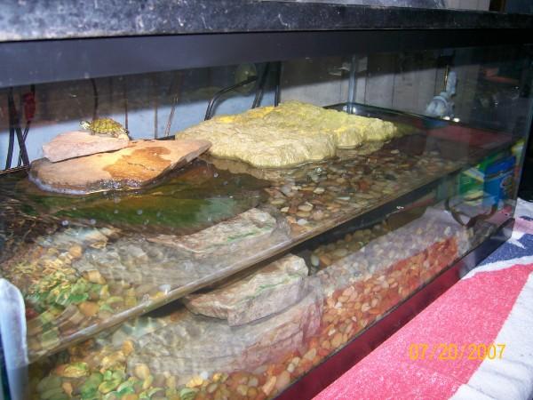 turtle tank