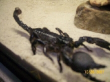 My emperor scorpion