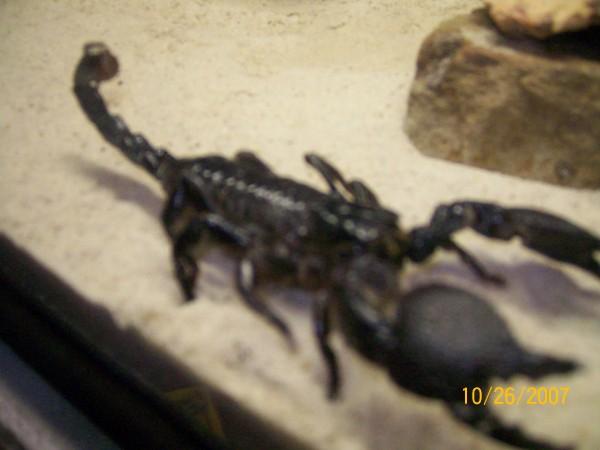 My emperor scorpion