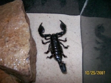 My emperor scorpion 2