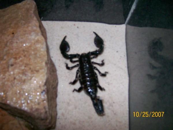 My emperor scorpion 2