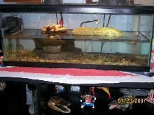 turtle tank2