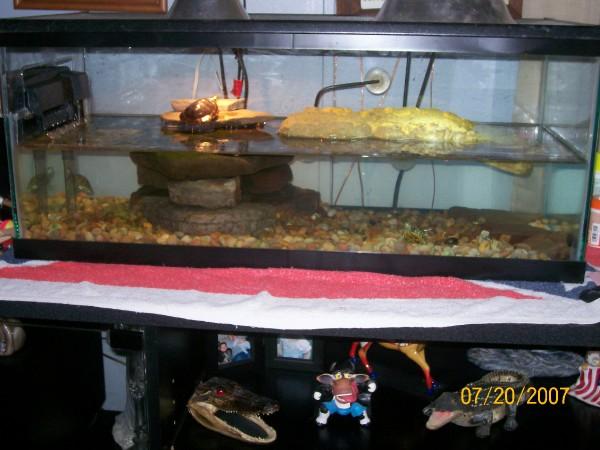 turtle tank2