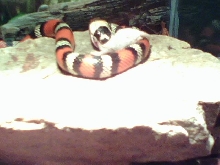 PUEBLAN MILKSNAKE