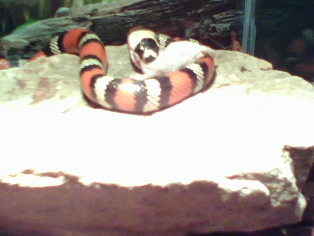 PUEBLAN MILKSNAKE