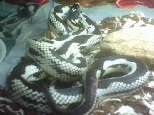 reverse pattern king snake