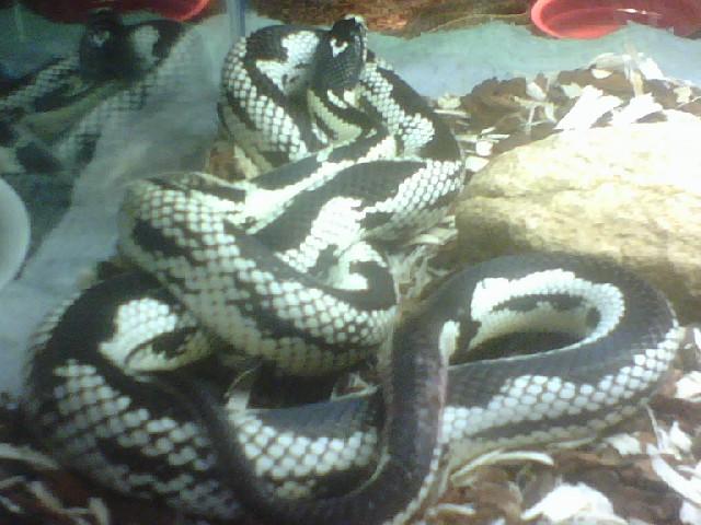 reverse pattern king snake
