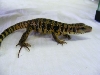 08goldtegu