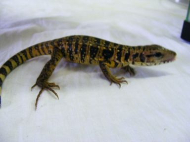 08goldtegu