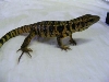 08goldtegu2