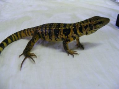 08goldtegu2