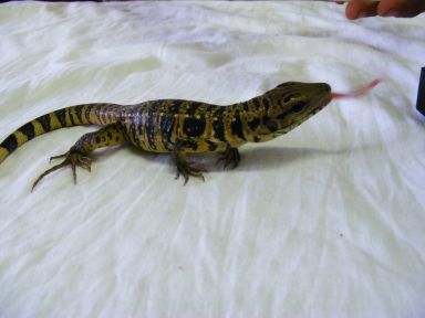 08goldtegu3