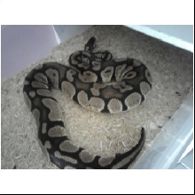 femalepastel1440grams