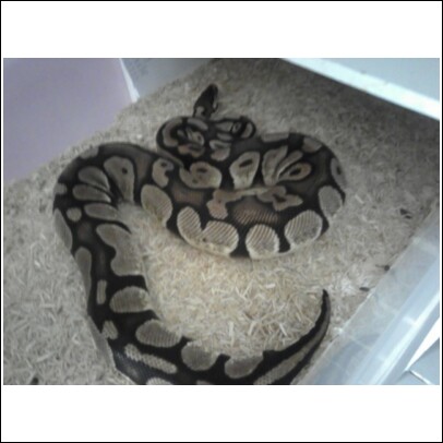 femalepastel1440grams