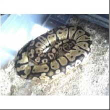 femalepastel1480grams
