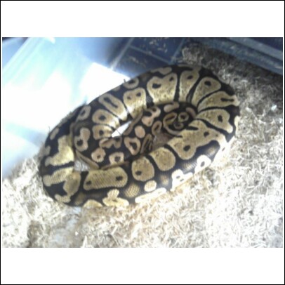 femalepastel1480grams