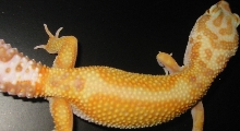 Gisele - Our Female Raining Red Stripe