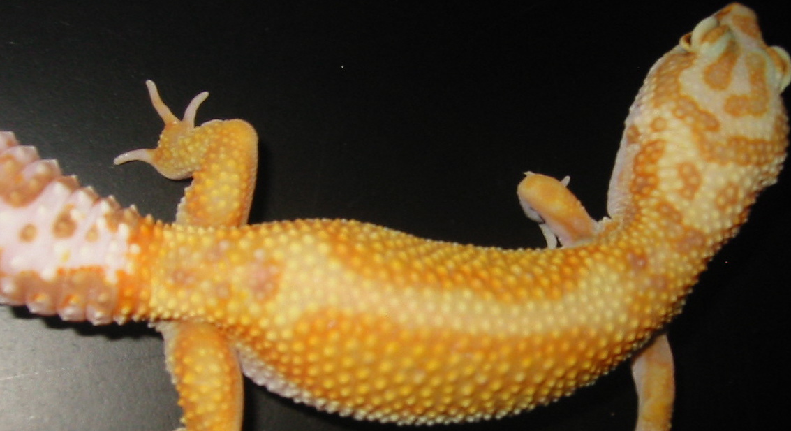 Gisele - Our Female Raining Red Stripe