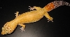 Curry - Our female HTCT with reverse stripe