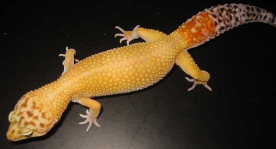 Curry - Our female HTCT with reverse stripe