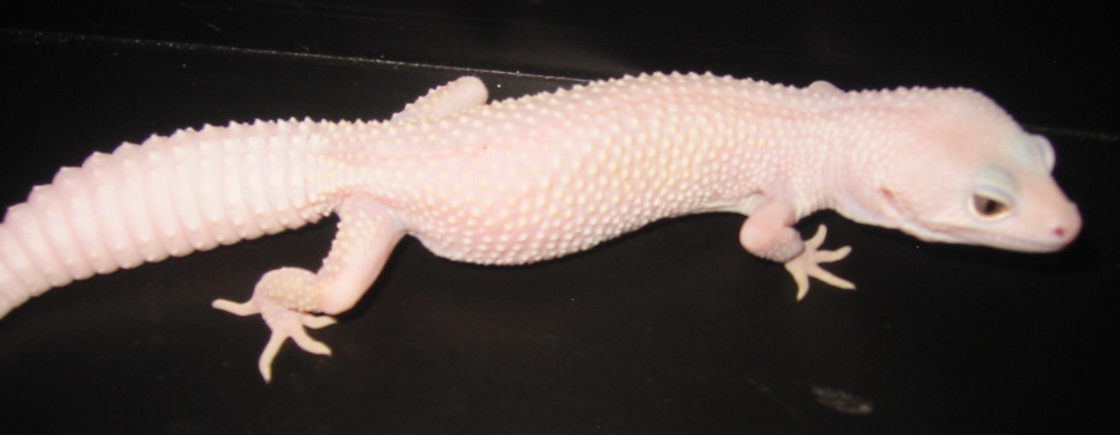 Portia - Our Female Snake-Eyed Blazing Blizzard