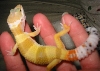 Little C - HTCT