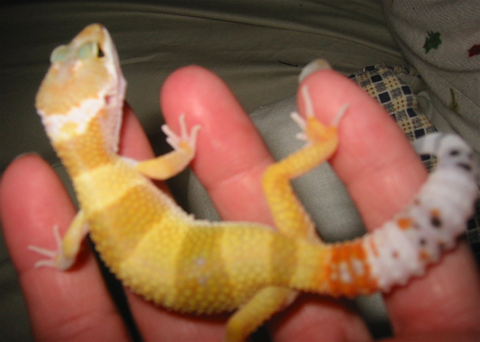 Little C - HTCT