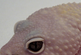 Close up of Luther's eyes - Our Male Snake Eyes Blazing Blizard