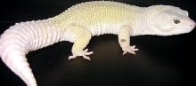 Luther - 96 grams - Our Male Snake Eyes Blazing Blizzard