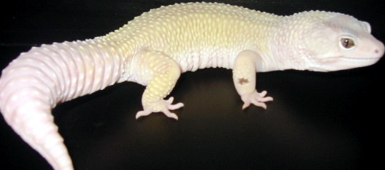 Luther - 96 grams - Our Male Snake Eyes Blazing Blizzard