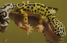 Roo - Our Male Tremper Jungle Phase