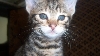 F4 Savannah Kitten Ella Taboo