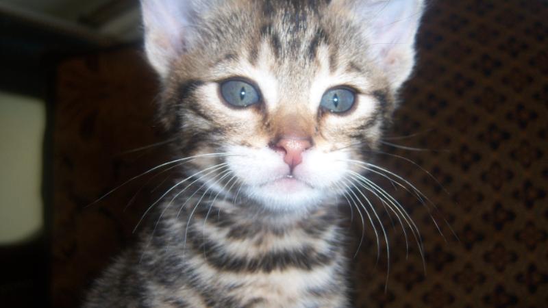 F4 Savannah Kitten Ella Taboo