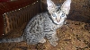 F5 Savannah Kitten Ty Long