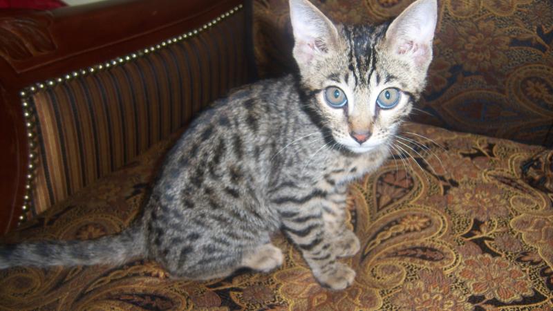 F5 Savannah Kitten Ty Long