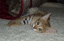 F1 Savannah Kitten Tailia Marie