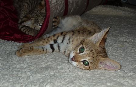 F1 Savannah Kitten Tailia Marie