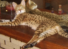 F1 Savannah Tailia at 7 Months