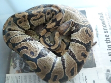 Female #1