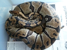 Female #1-A