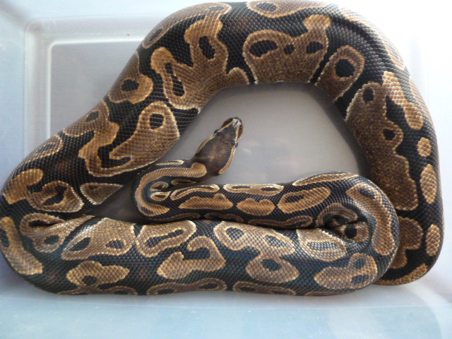 Female #2