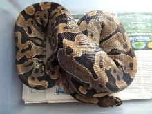 Female #2-A