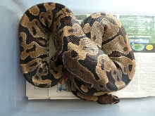 Female #2-B