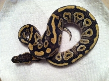 Mojo F