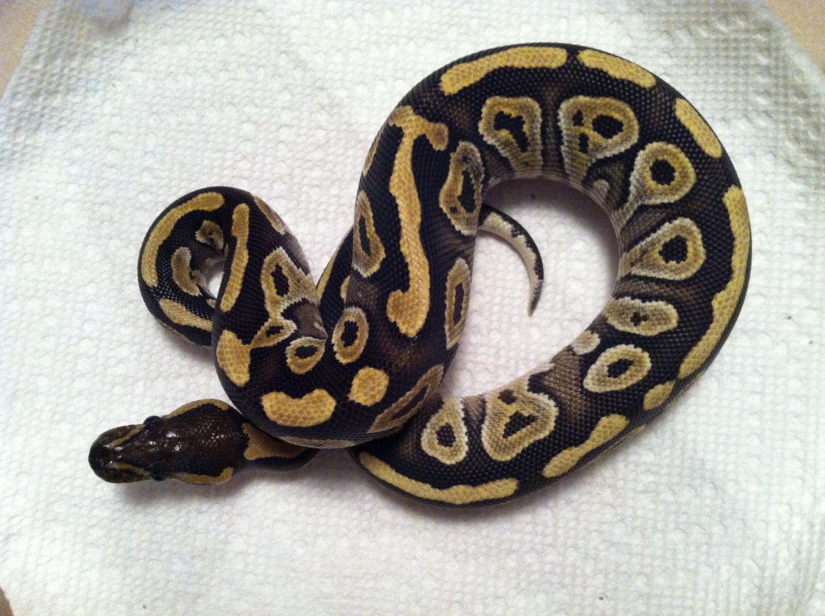 Mojo F
