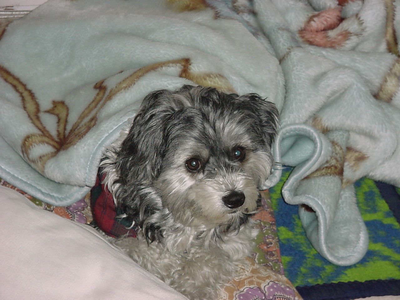Pretty ball of fur