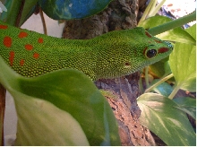 male grandis