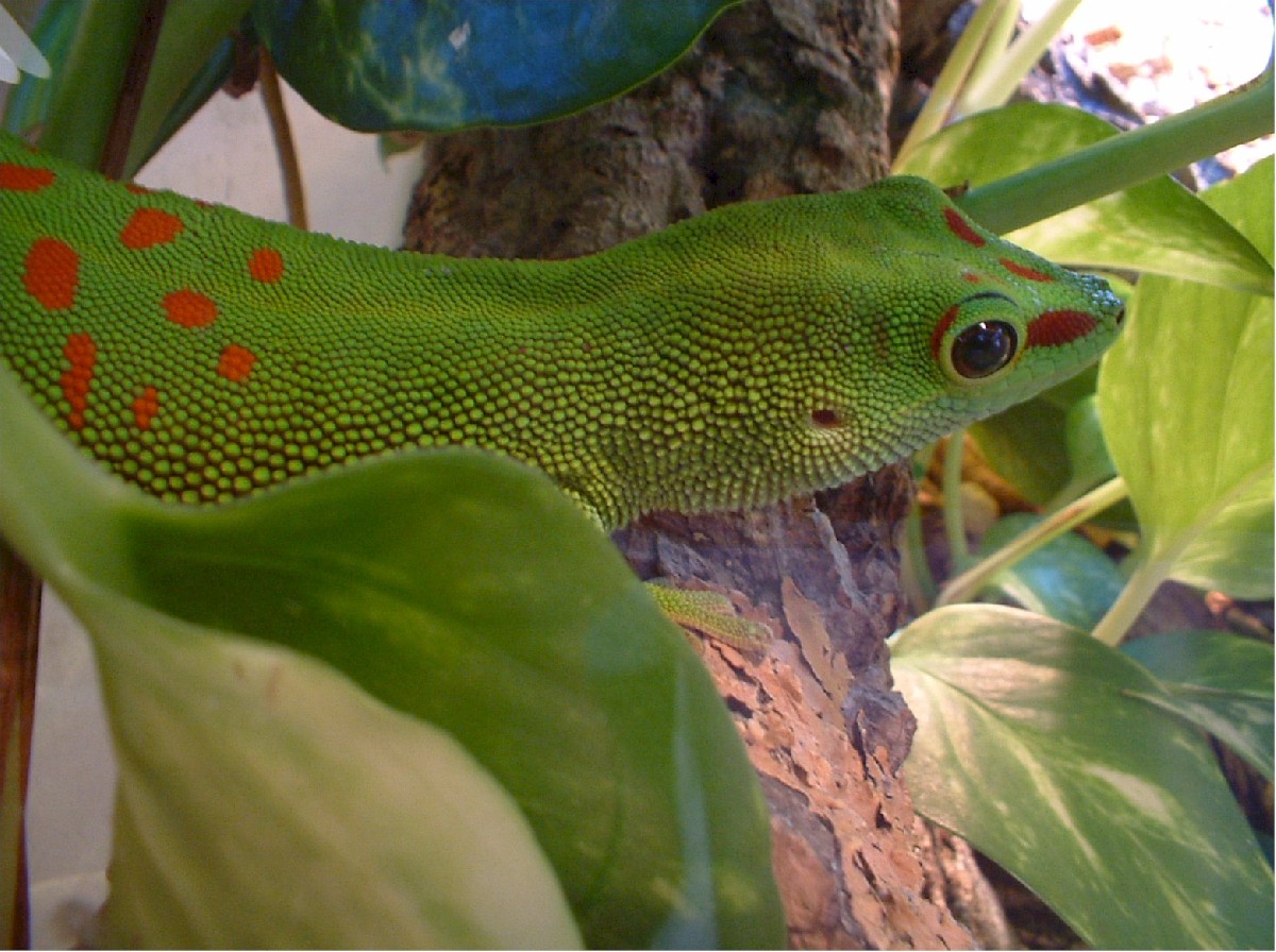 male grandis