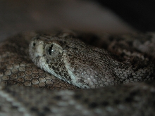 Crotalus atrox